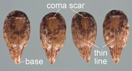   Seeds:   Epilobium brachycarpum ; Photo by D. Walters and C. Southwick, Table Grape Weed Disseminule ID
